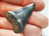 Fossil tooth of Great white shark: Carcharodon carcharias
