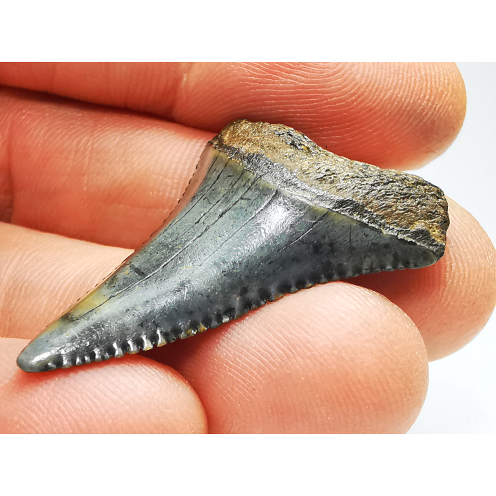 Fossil tooth of Great white shark: Carcharodon carcharias