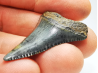 Fossil tooth of Great white shark: Carcharodon carcharias