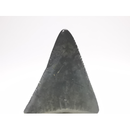 Dent fossile du GRAND REQUIN BLANC : Carcharodon carcharias