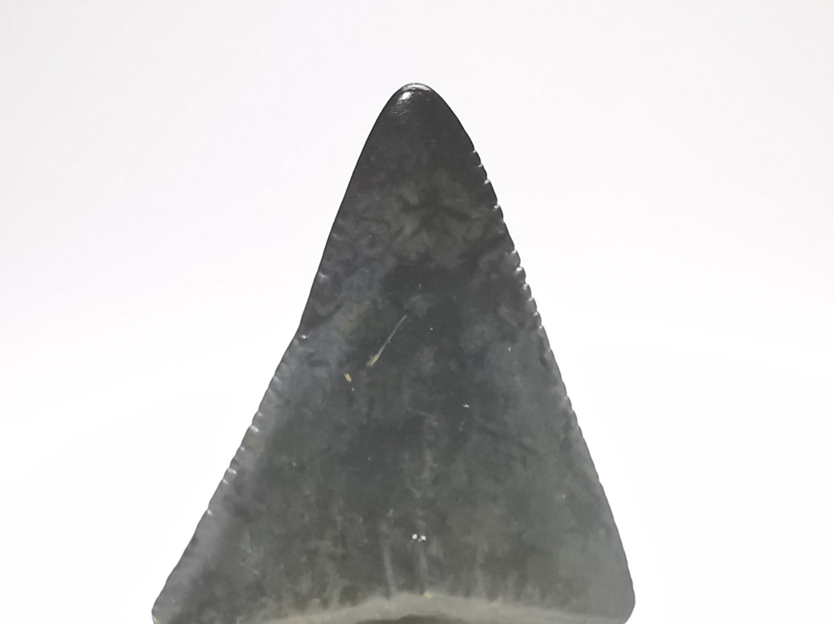 Dent fossile du GRAND REQUIN BLANC : Carcharodon carcharias