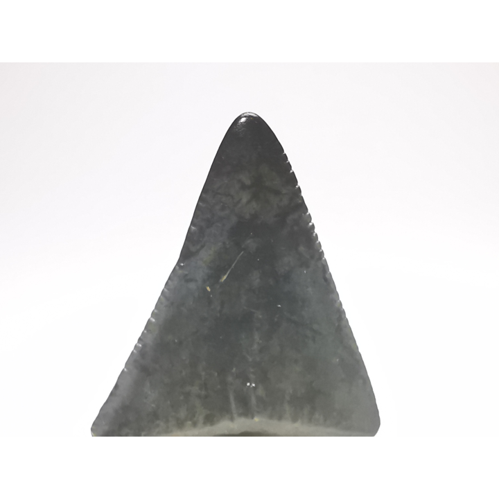 Fossil tooth of Great white shark: Carcharodon carcharias