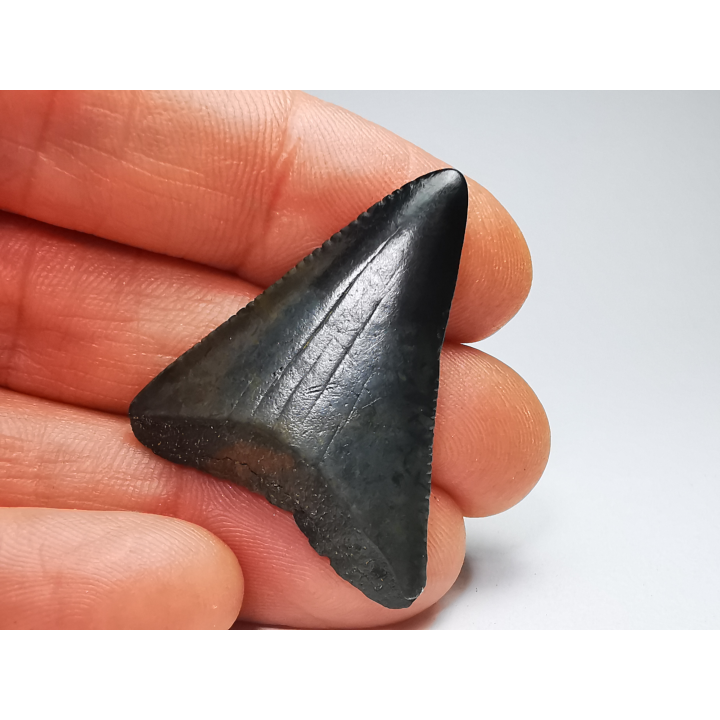 Dent fossile du GRAND REQUIN BLANC : Carcharodon carcharias