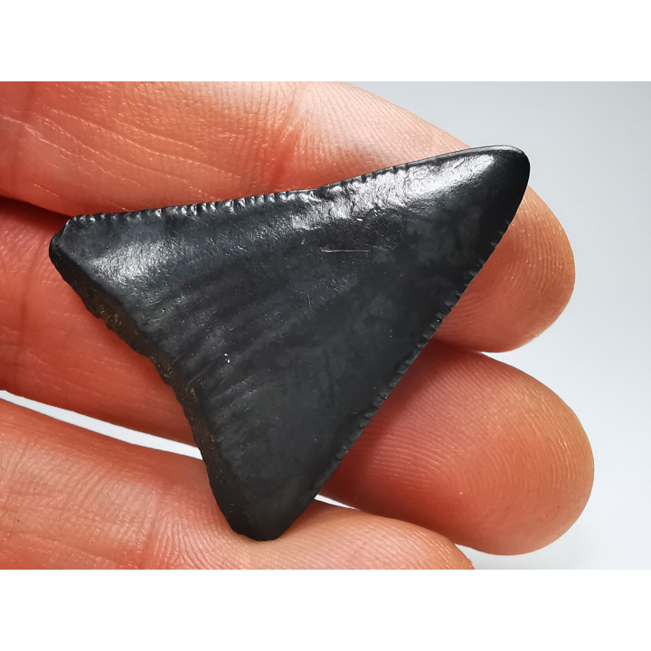Fossil tooth of Great white shark: Carcharodon carcharias