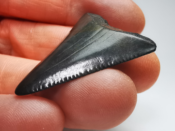 Dent fossile du GRAND REQUIN BLANC : Carcharodon carcharias