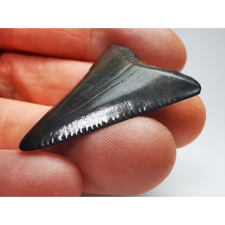 Fossil tooth of Great white shark: Carcharodon carcharias