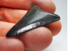 Fossil tooth of Great white shark: Carcharodon carcharias