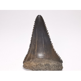 Dent fossile du GRAND REQUIN BLANC : Carcharodon carcharias