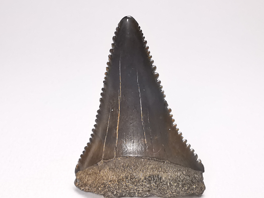 Fossil tooth of Great white shark: Carcharodon carcharias