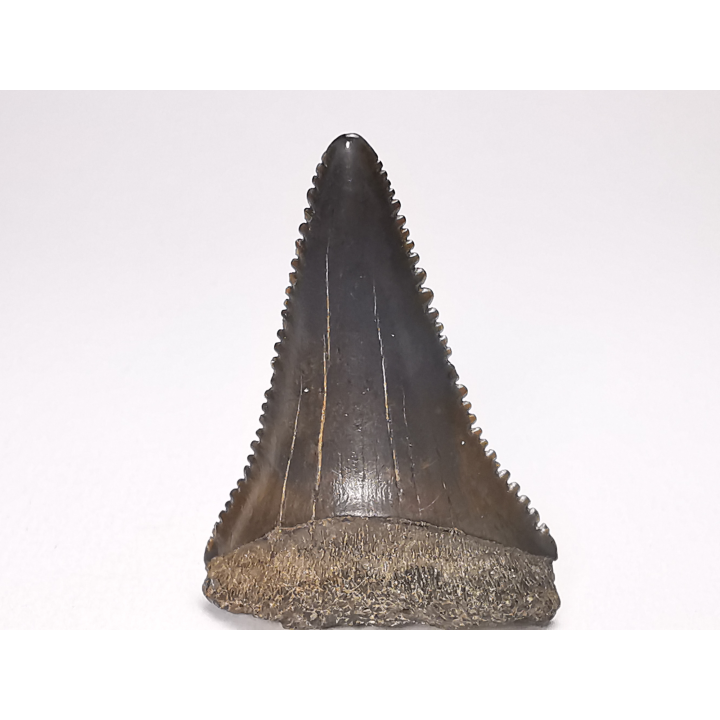 Dent fossile du GRAND REQUIN BLANC : Carcharodon carcharias