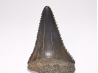 Dent fossile du GRAND REQUIN BLANC : Carcharodon carcharias