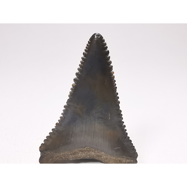 Dent fossile du GRAND REQUIN BLANC : Carcharodon carcharias