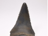 Fossil tooth of Great white shark: Carcharodon carcharias