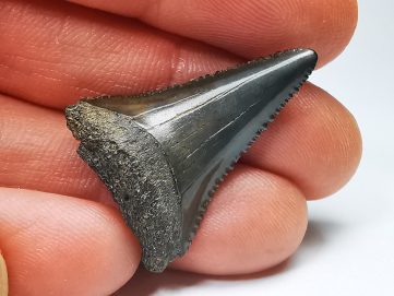 Fossil tooth of Great white shark: Carcharodon carcharias