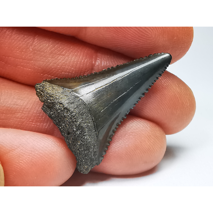 Dent fossile du GRAND REQUIN BLANC : Carcharodon carcharias