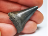Fossil tooth of Great white shark: Carcharodon carcharias