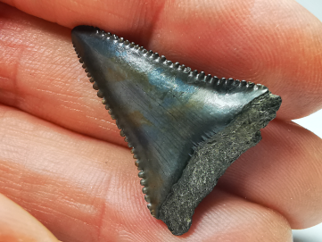 Fossil tooth of Great white shark: Carcharodon carcharias