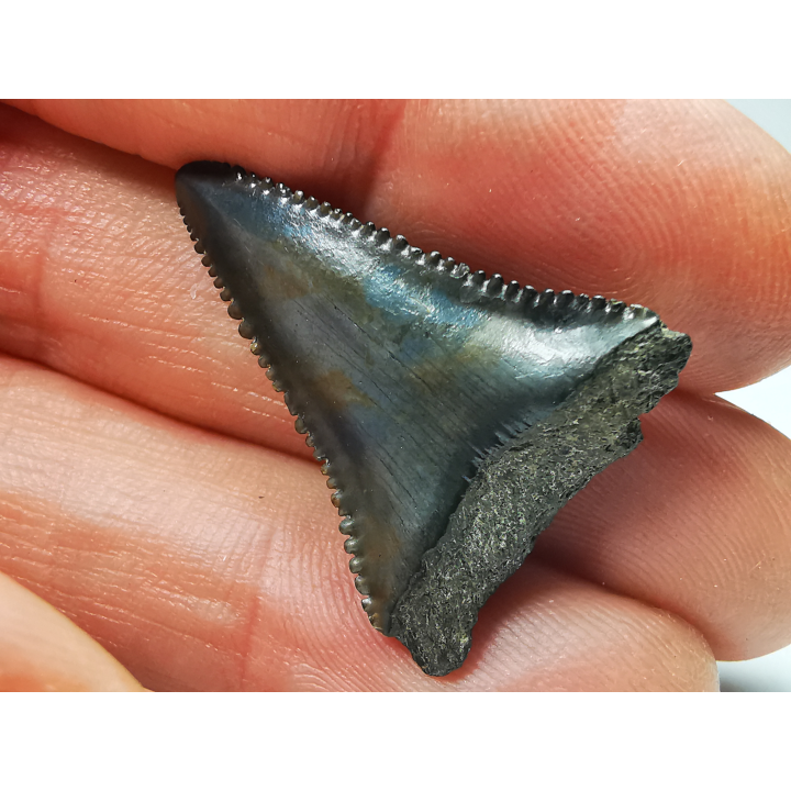 Fossil tooth of Great white shark: Carcharodon carcharias