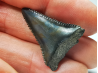 Fossil tooth of Great white shark: Carcharodon carcharias