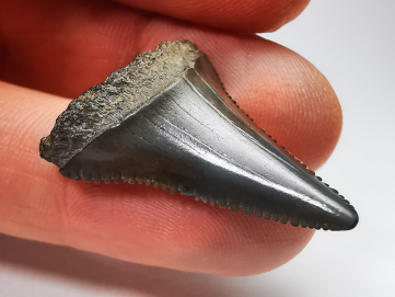 Fossil tooth of Great white shark: Carcharodon carcharias