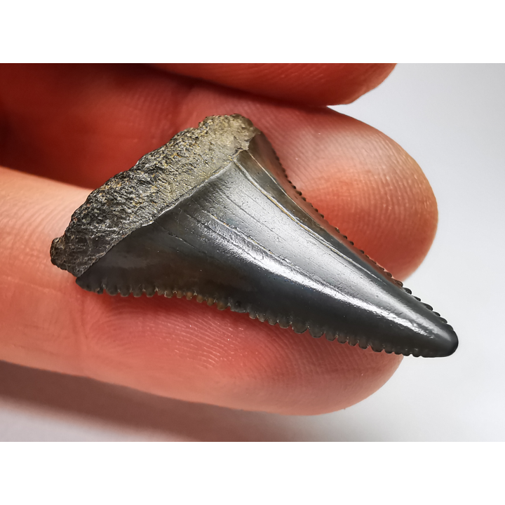 Dent fossile du GRAND REQUIN BLANC : Carcharodon carcharias