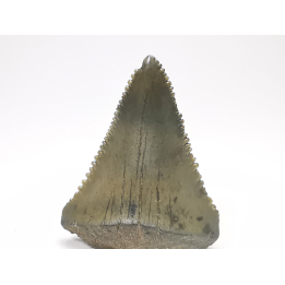 Fossil tooth of Great white shark: Carcharodon carcharias