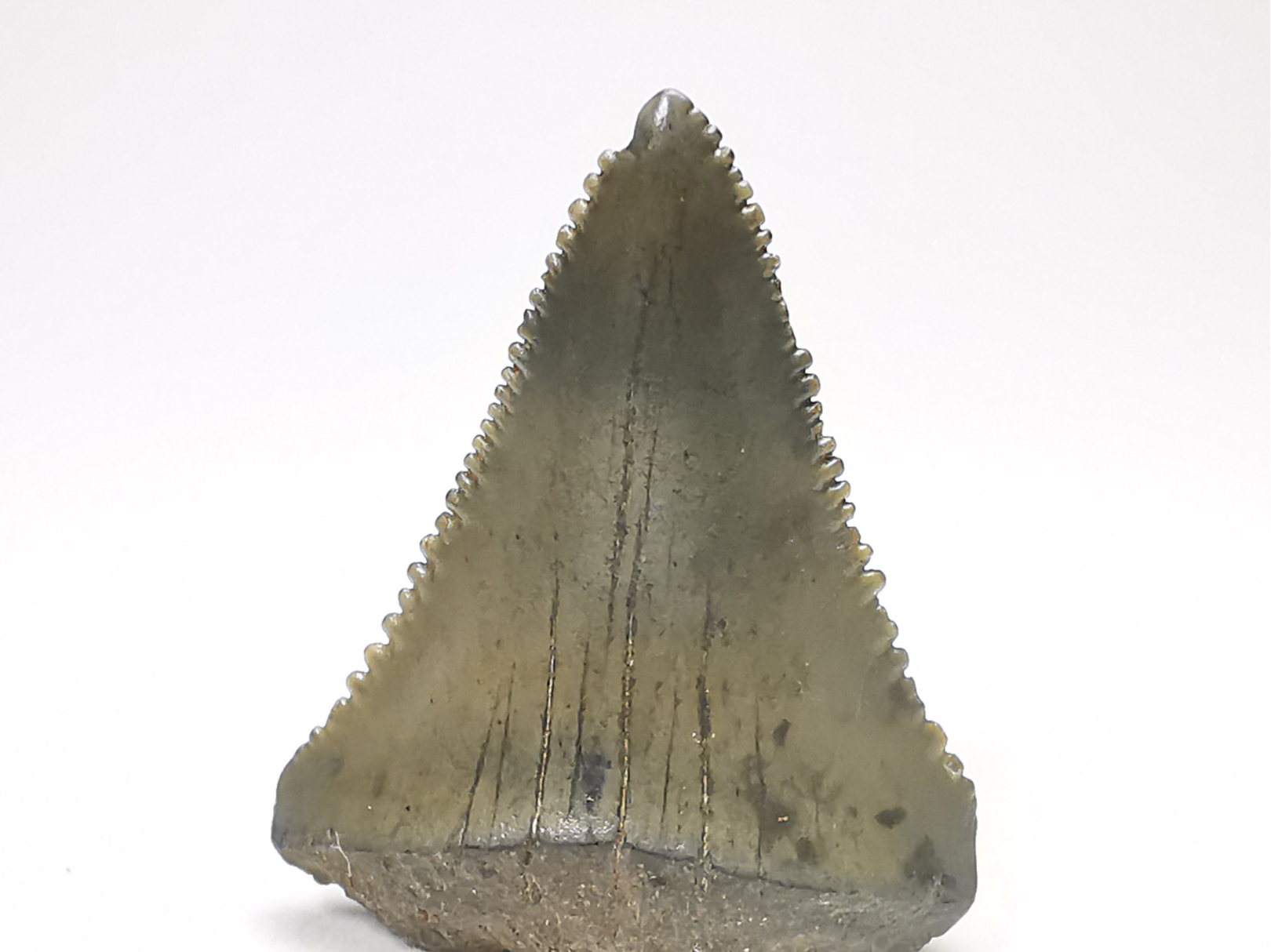 Dent fossile du GRAND REQUIN BLANC : Carcharodon carcharias