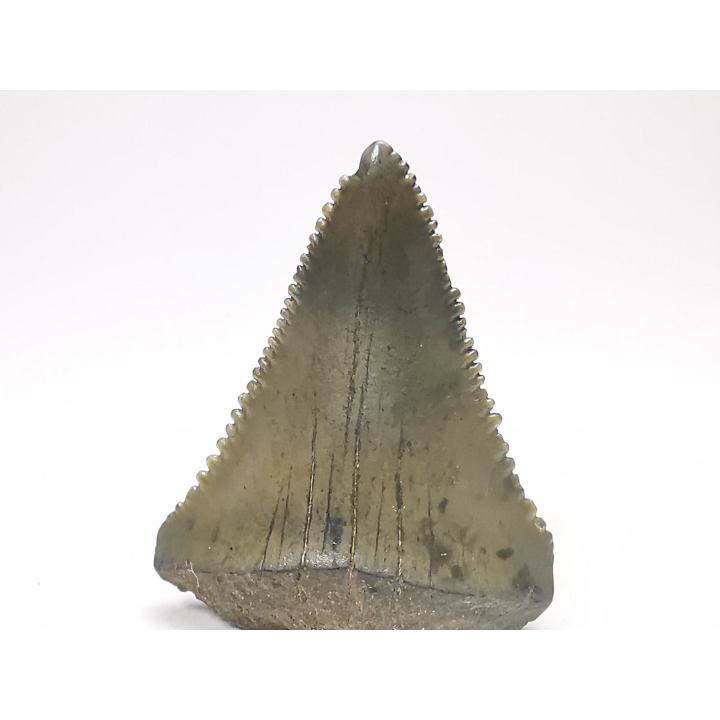 Fossil tooth of Great white shark: Carcharodon carcharias