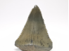 Fossil tooth of Great white shark: Carcharodon carcharias