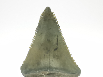 Dent fossile du GRAND REQUIN BLANC : Carcharodon carcharias