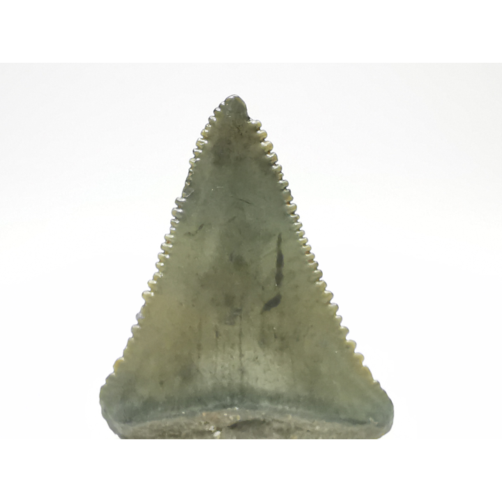 Fossil tooth of Great white shark: Carcharodon carcharias