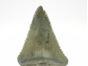 Fossil tooth of Great white shark: Carcharodon carcharias