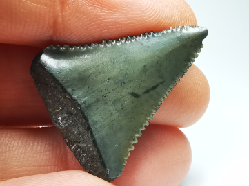 Dent fossile du GRAND REQUIN BLANC : Carcharodon carcharias