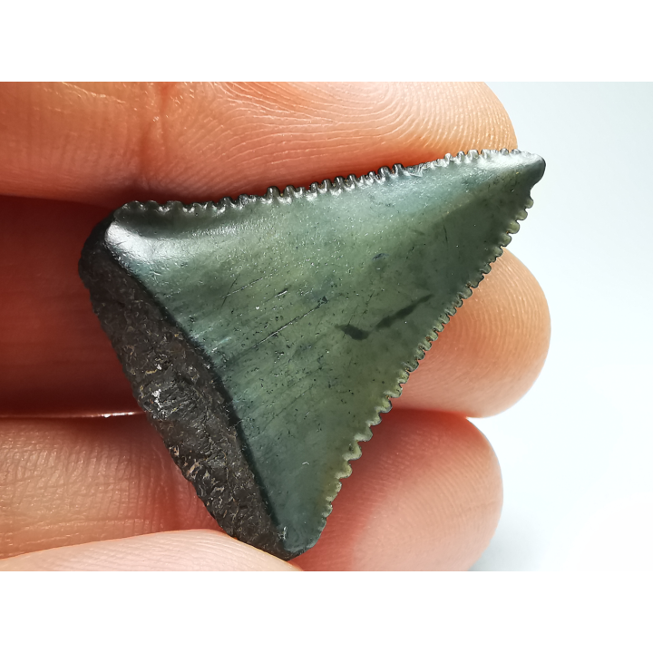 Fossil tooth of Great white shark: Carcharodon carcharias