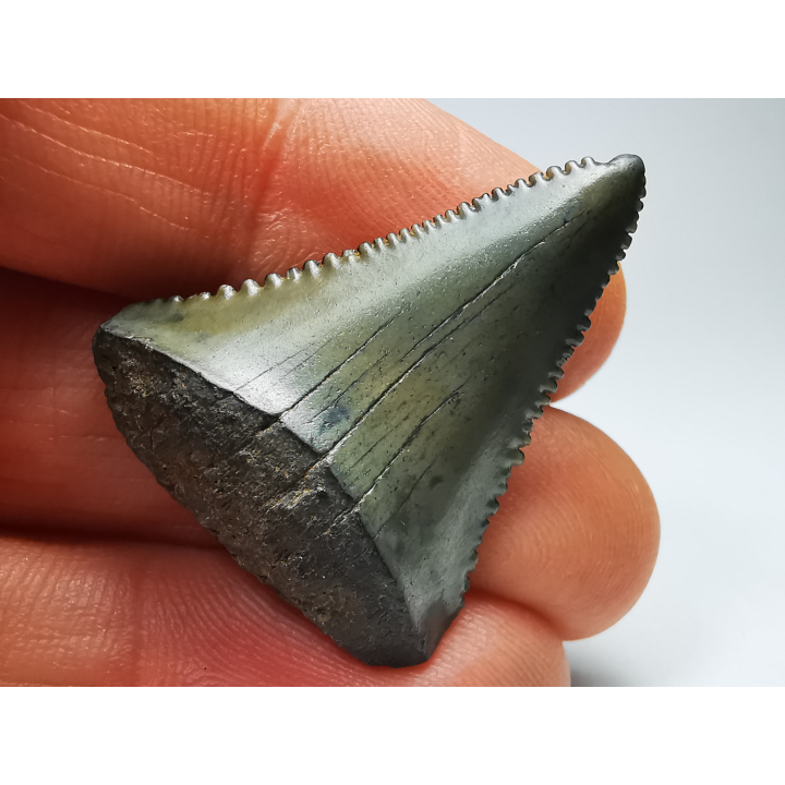 Dent fossile du GRAND REQUIN BLANC : Carcharodon carcharias