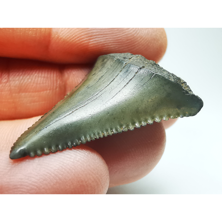 Dent fossile du GRAND REQUIN BLANC : Carcharodon carcharias