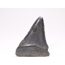 Fossil tooth of Great white shark: Carcharodon carcharias