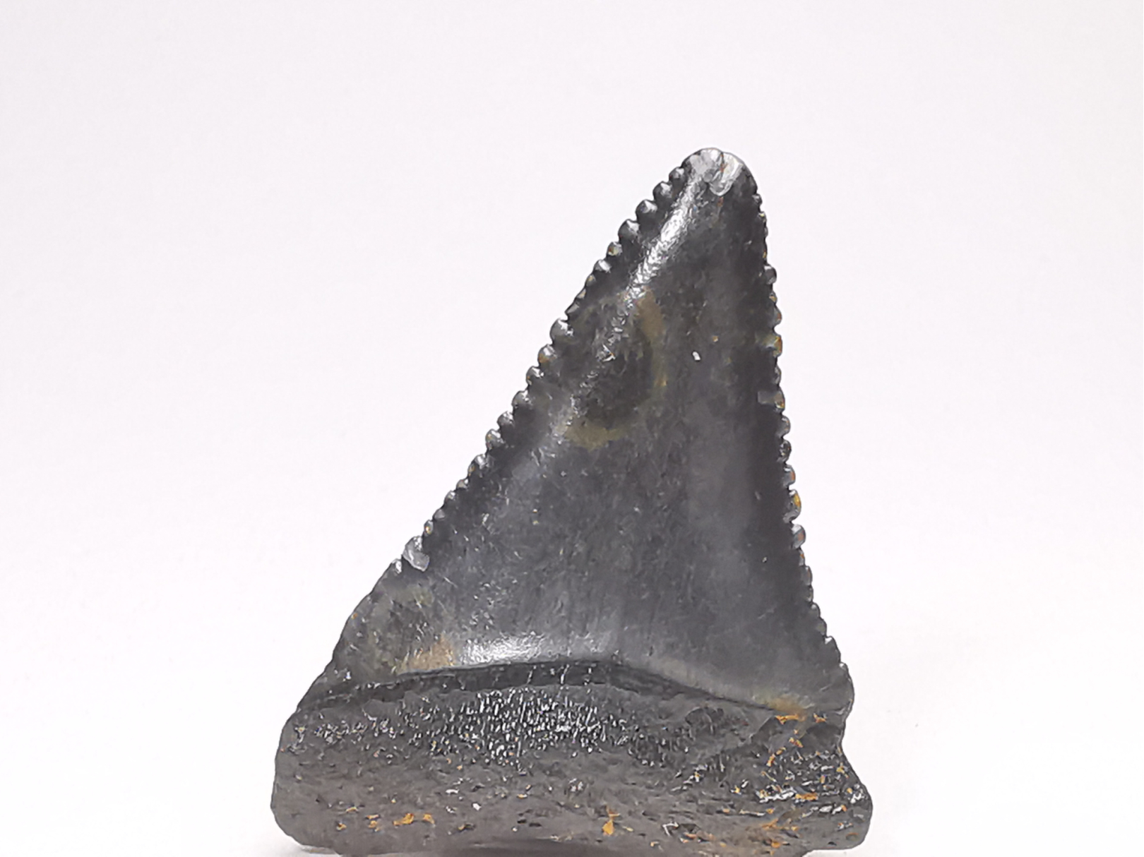 Fossil tooth of Great white shark: Carcharodon carcharias