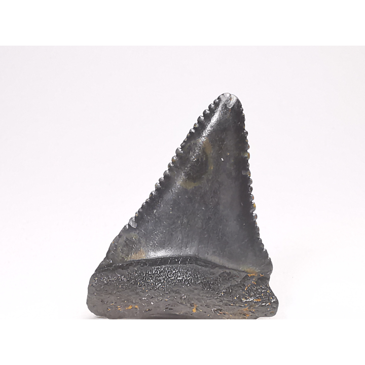 Fossil tooth of Great white shark: Carcharodon carcharias