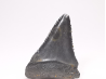 Fossil tooth of Great white shark: Carcharodon carcharias