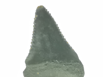 Dent fossile du GRAND REQUIN BLANC : Carcharodon carcharias