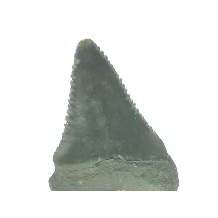 Fossil tooth of Great white shark: Carcharodon carcharias