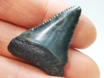 Dent fossile du GRAND REQUIN BLANC : Carcharodon carcharias