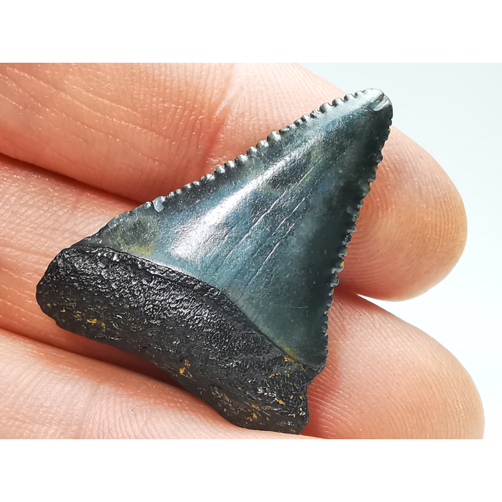 Fossil tooth of Great white shark: Carcharodon carcharias