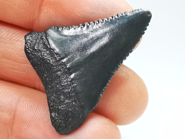 Dent fossile du GRAND REQUIN BLANC : Carcharodon carcharias