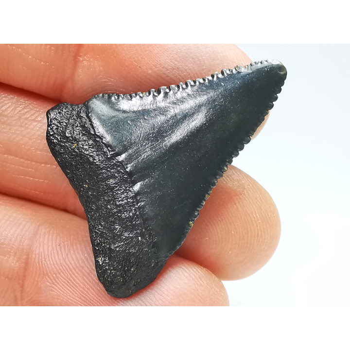 Fossil tooth of Great white shark: Carcharodon carcharias