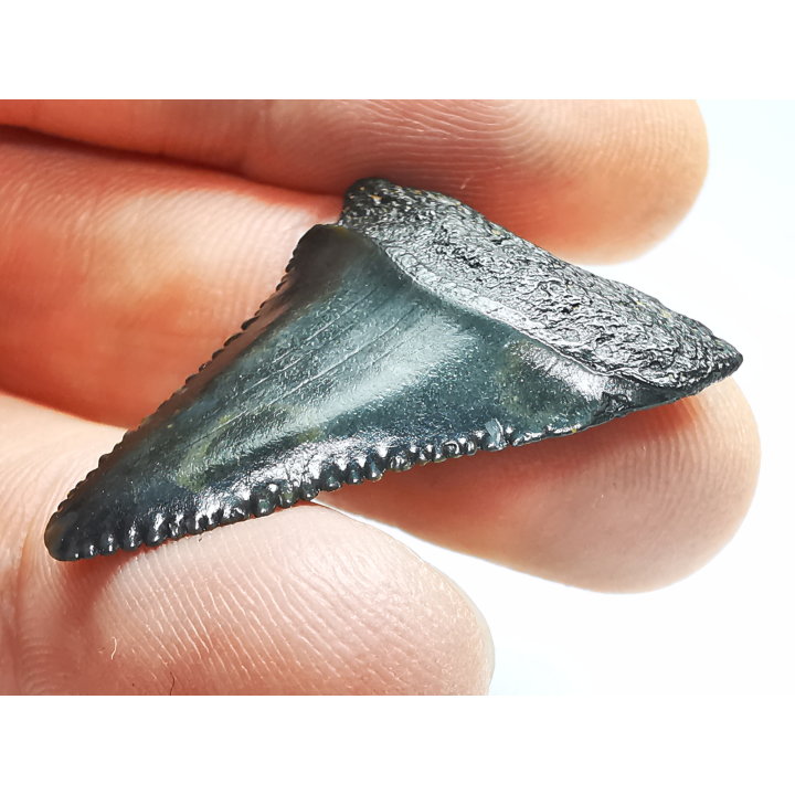 Fossil tooth of Great white shark: Carcharodon carcharias