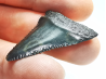 Fossil tooth of Great white shark: Carcharodon carcharias