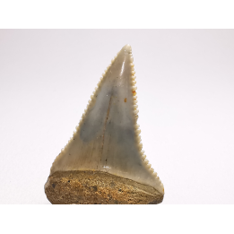 Dent fossile du GRAND REQUIN BLANC : Carcharodon carcharias