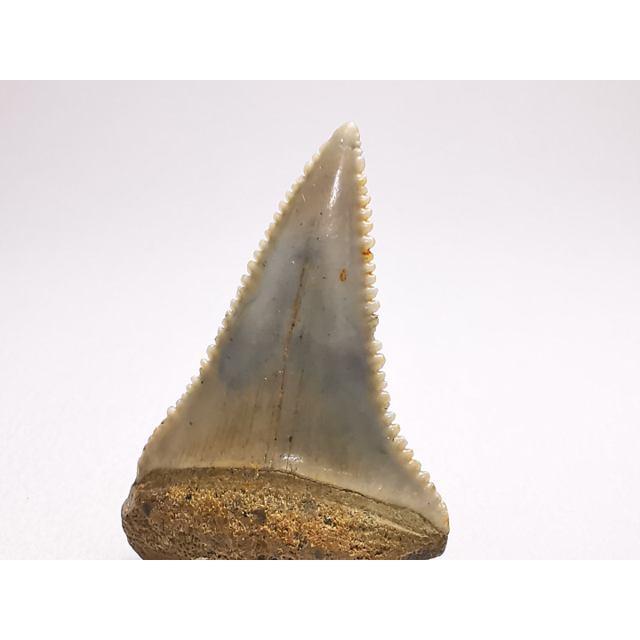 Fossil tooth of Great white shark: Carcharodon carcharias
